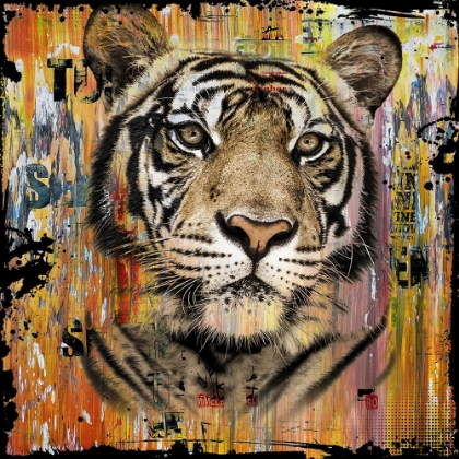 Picture of WILDLIFE TIGER