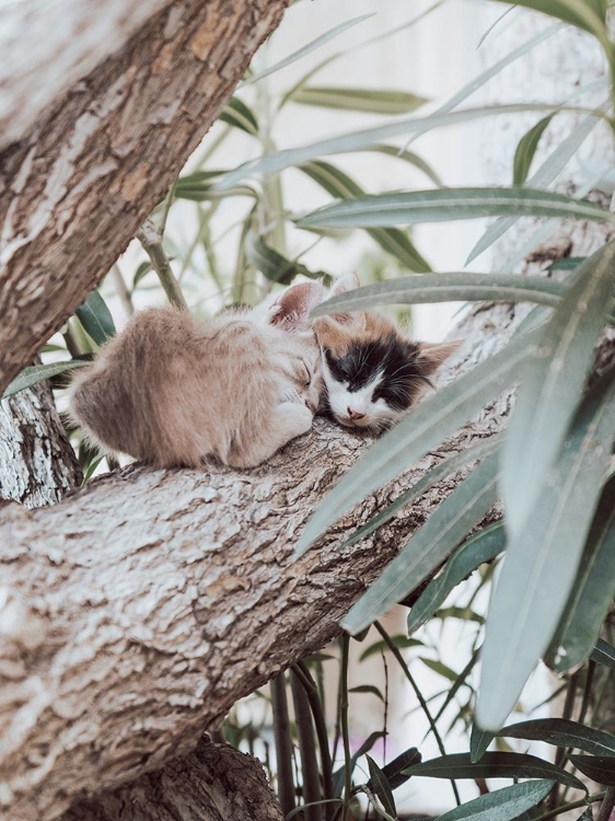 Picture of DREAMING KITTENS