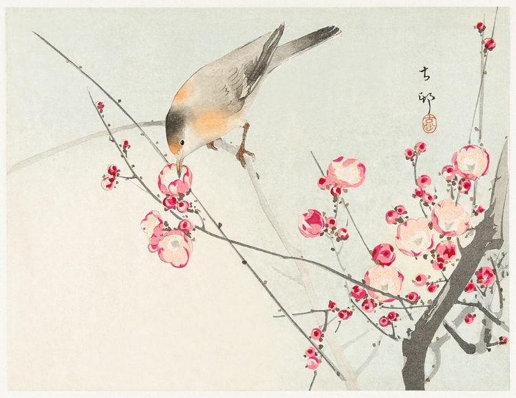 Picture of SONGBIRD ON BLOSSOM BRANCH - OHARA KOSON