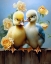 Picture of COUPLE OF SWEET DUCKLINGS