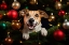Picture of HAPPY CHRISTMAS DOG 2