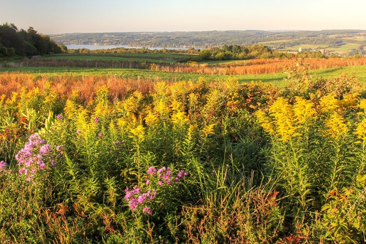 Picture of FINGER LAKES AUTUMN