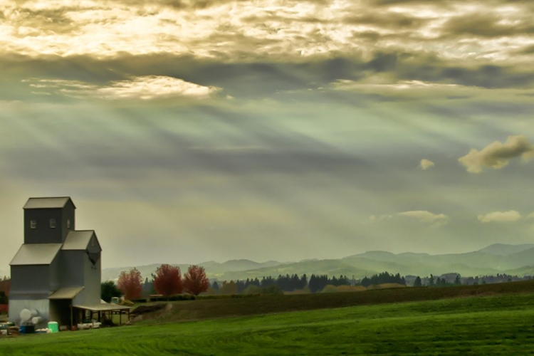 Picture of WINE COUNTRY SUNSET