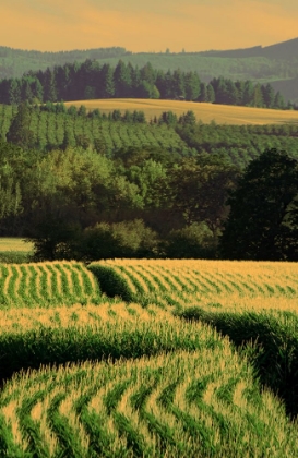 Picture of CORN ROWS