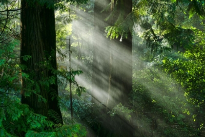 Picture of LIGHT THROUGH THE TREES