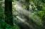 Picture of LIGHT THROUGH THE TREES
