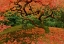 Picture of FALLEN LEAVES