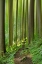 Picture of ENCHANTED FOREST