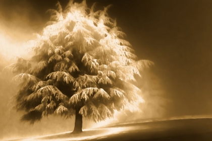 Picture of ENLIGHTENED TREE
