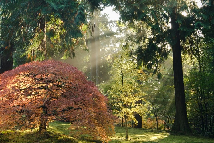 Picture of BATHED IN MORNING LIGHT