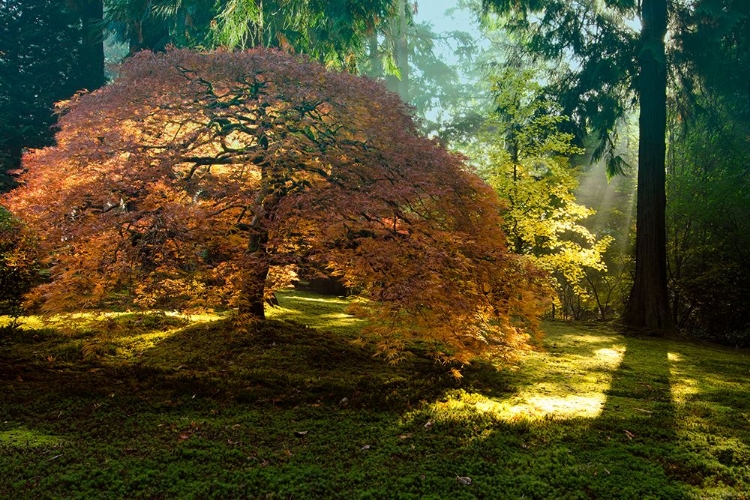 Picture of IN THE GENTLE AUTUMN LIGHT