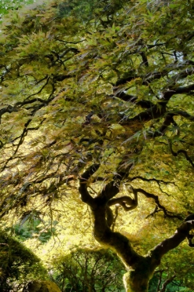 Picture of MAGICAL TREE