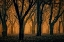 Picture of WOODS AGLOW
