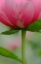 Picture of SOFT PINK POPPY