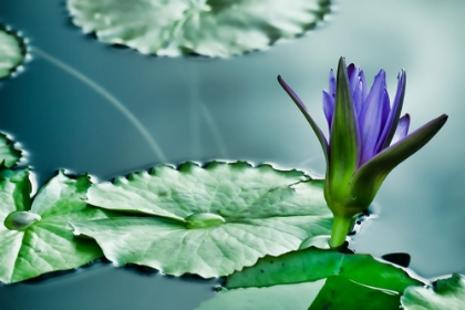 Picture of LILY ON THE POND