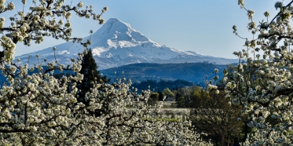 Picture of PEAR BLOSSOM MAJESTY