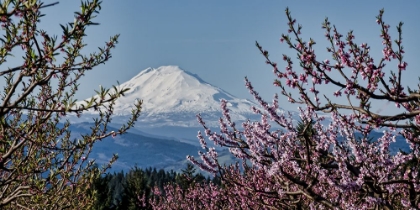 Picture of MT. ADAMS IN SPRING