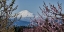 Picture of MT. ADAMS IN SPRING