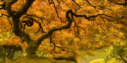 Picture of GOLDEN MAPLE