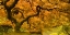 Picture of GOLDEN MAPLE