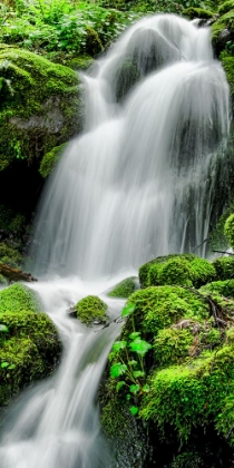 Picture of EXQUISITE CASCADE