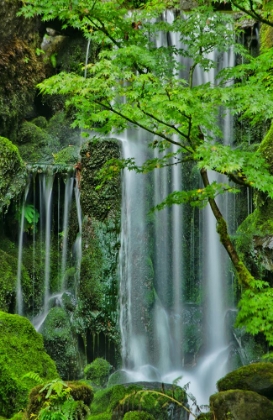 Picture of SILKY FALLS