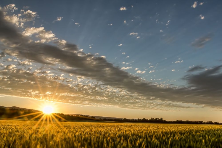 Picture of SUNSET OVER THE GOLDEN MEADOW