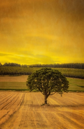 Picture of LONE TREE AT SUNSET