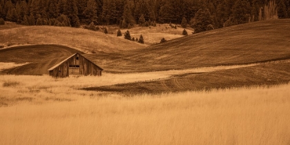 Picture of BROWN BARN IN THE BLONDE GRASSES