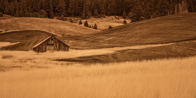 Picture of BROWN BARN IN THE BLONDE GRASSES