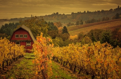 Picture of BARN IN THE VINES