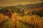 Picture of BARN IN THE VINES