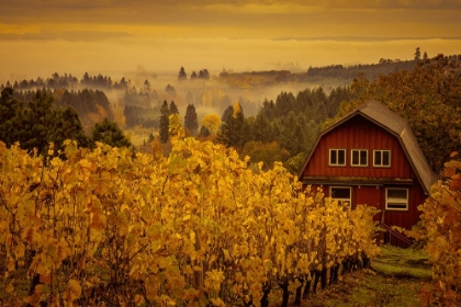 Picture of RED BARN AND GOLDEN VINES