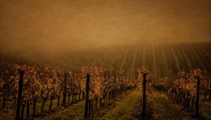 Picture of VINES AND MIST