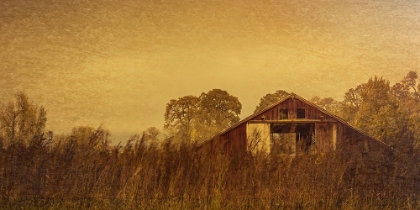 Picture of BARN SMOTHERED BY TALL GRASSES
