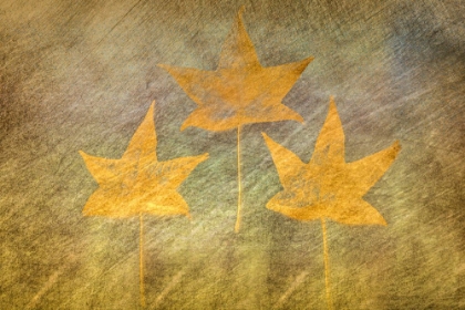 Picture of THREE GOLDEN LEAVES