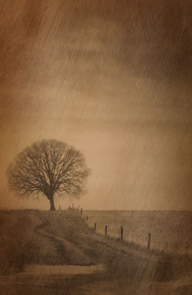 Picture of THE TREE AT THE END OF THE PATH