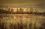 Picture of WINTER WETLAND