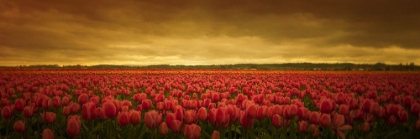 Picture of TULIP EXPANSE
