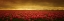 Picture of TULIP EXPANSE