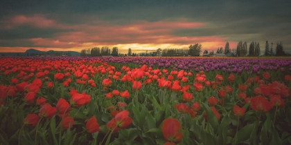 Picture of TULIPS AGLOW