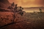 Picture of LAVA TREE