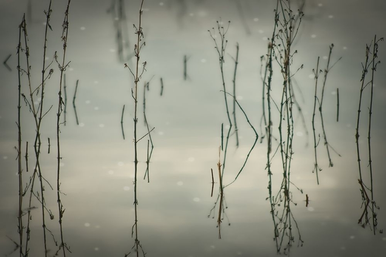Picture of REEDS