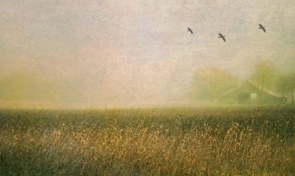 Picture of FOGGY BARN AMONG SUNFLOWERS