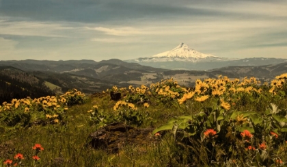 Picture of MT HOOD AND WILDFLOWERS