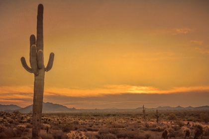 Picture of CACTUS SUNRISE