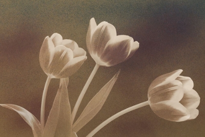 Picture of THREE TULIPS