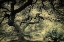 Picture of TRANSCENDENT MAPLE