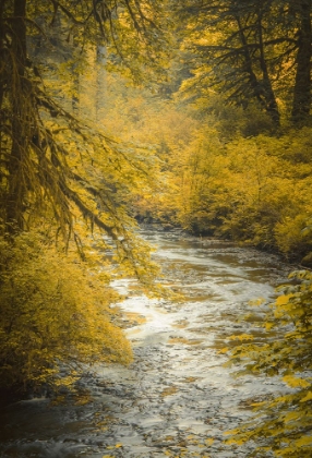 Picture of AUTUMN CREEK