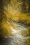 Picture of AUTUMN CREEK